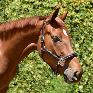 Silver Spur Hand Braided Leather Halter