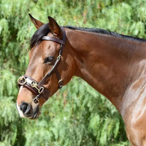 Silver Spur Leather Lunging Cavesson with Padded Noseband