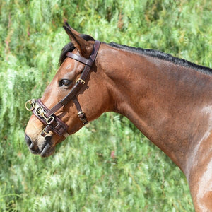 Silver Spur Leather Lunging Cavesson with Padded Noseband