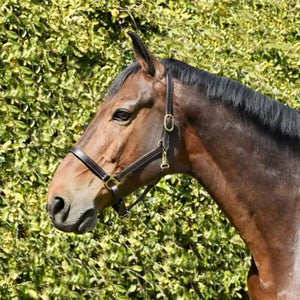 Silver Spur Leather Track Halter
