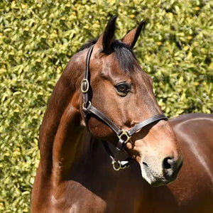 Silver Spur Leather Track Halter