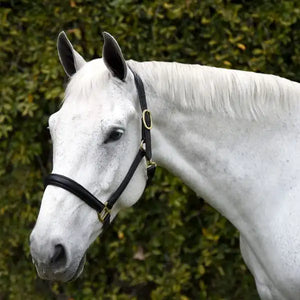 Silver Spur Padded Leather Halter