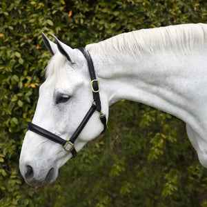Silver Spur Padded Leather Halter