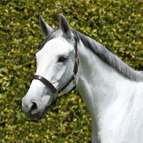 Silver Spur Triple Stitched Leather Halter