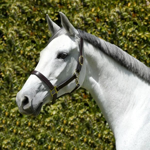 Silver Spur Triple Stitched Leather Halter