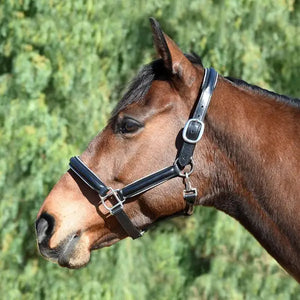 Silver Spur Padded Leather Halter with Contrast Piping