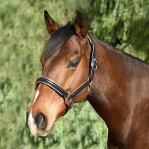 Silver Spur Padded Leather Halter with Contrast Piping
