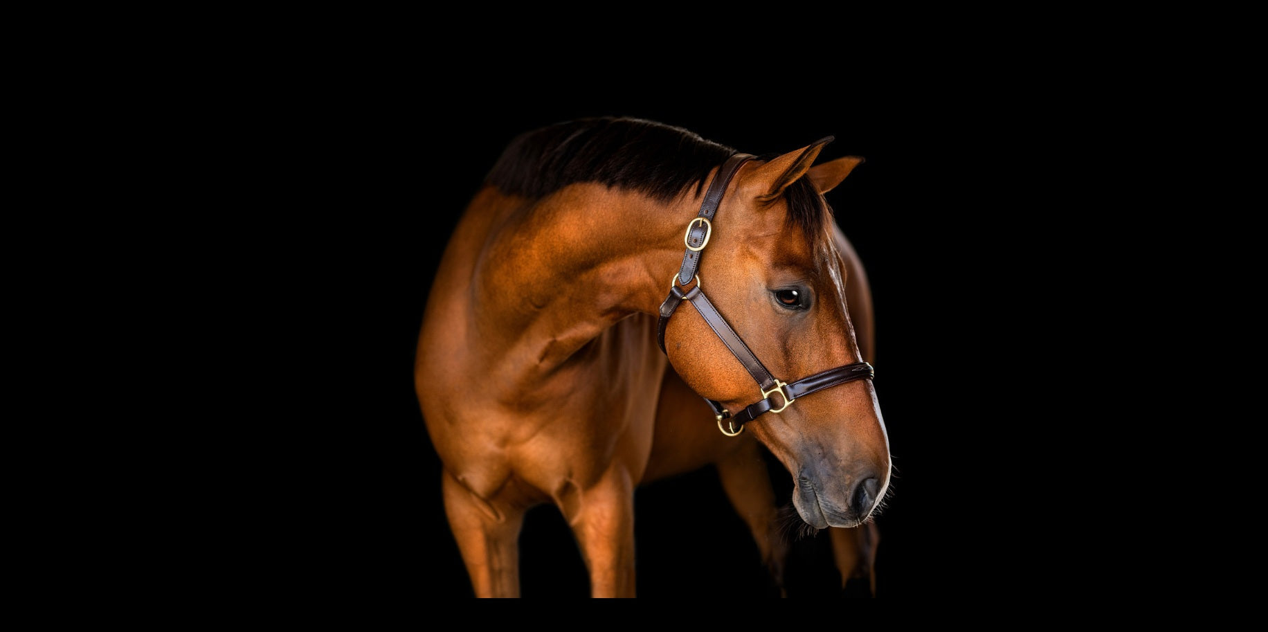 HALTERS