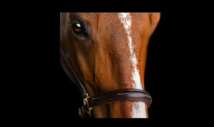 Fairhaven Fancy Stitched Leather Halter My Store