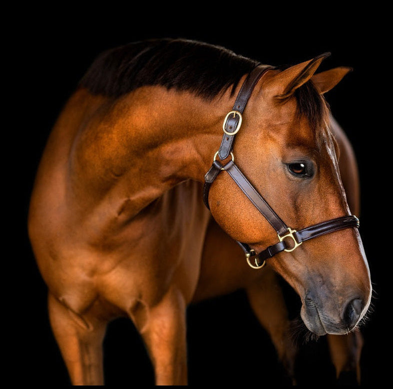 Fairhaven Fancy Stitched Leather Halter