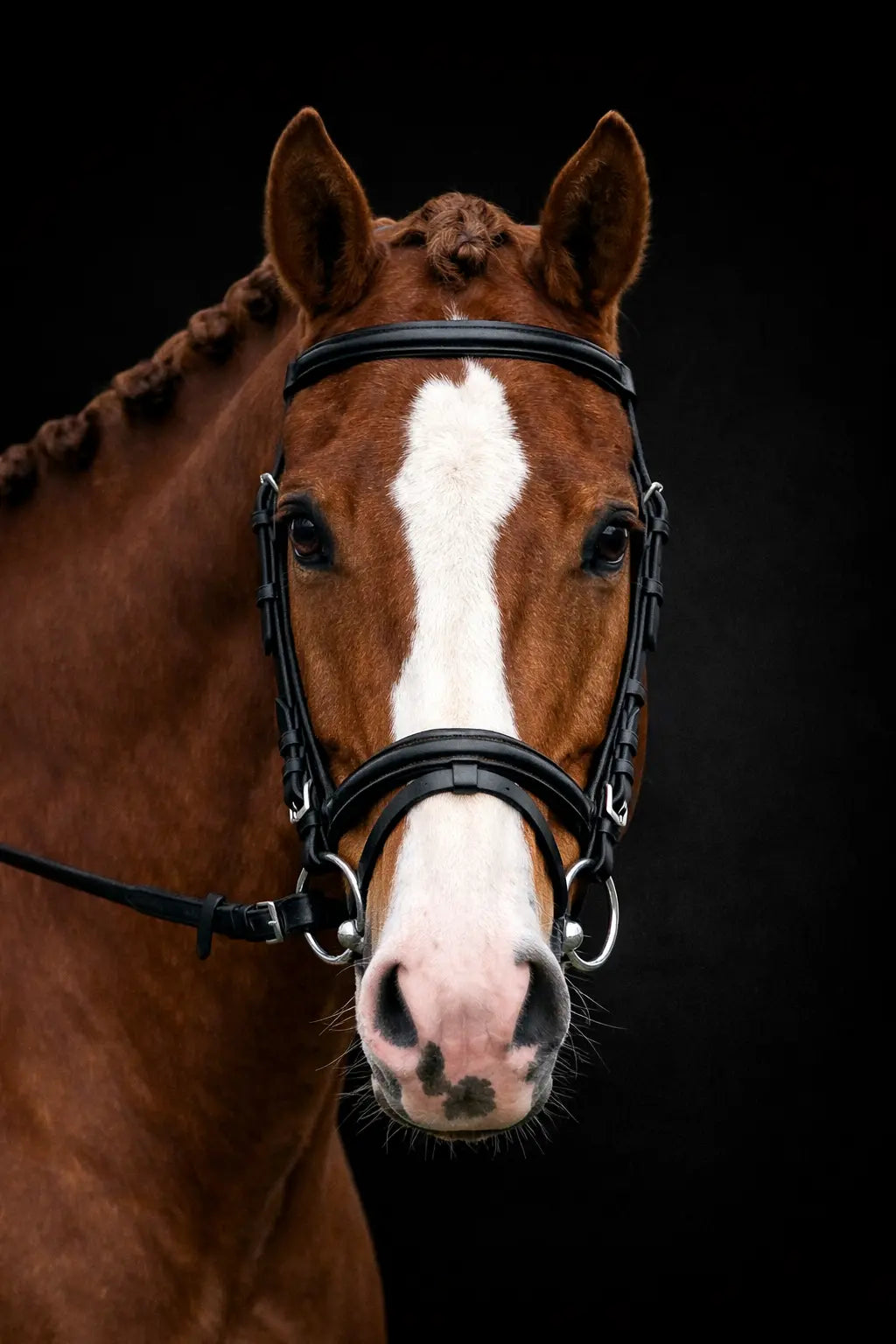 Fairhaven: Plain Raised Bridle with Flash