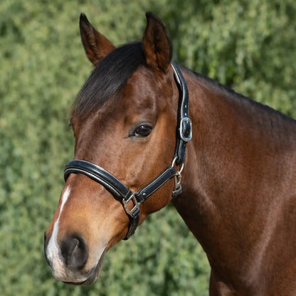 Silver Spur Padded Leather Halter with Contrast Piping