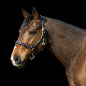Signature Series: Fancy Stitched Padded Leather Halter