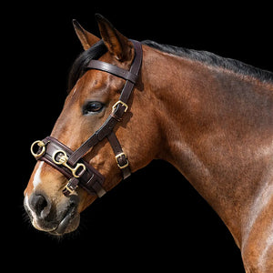 Silver Spur: Leather Lunging Cavesson with Padded Noseband