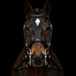 Signature Series: Weymouth Padded Dressage Bridle Bobby's English Tack