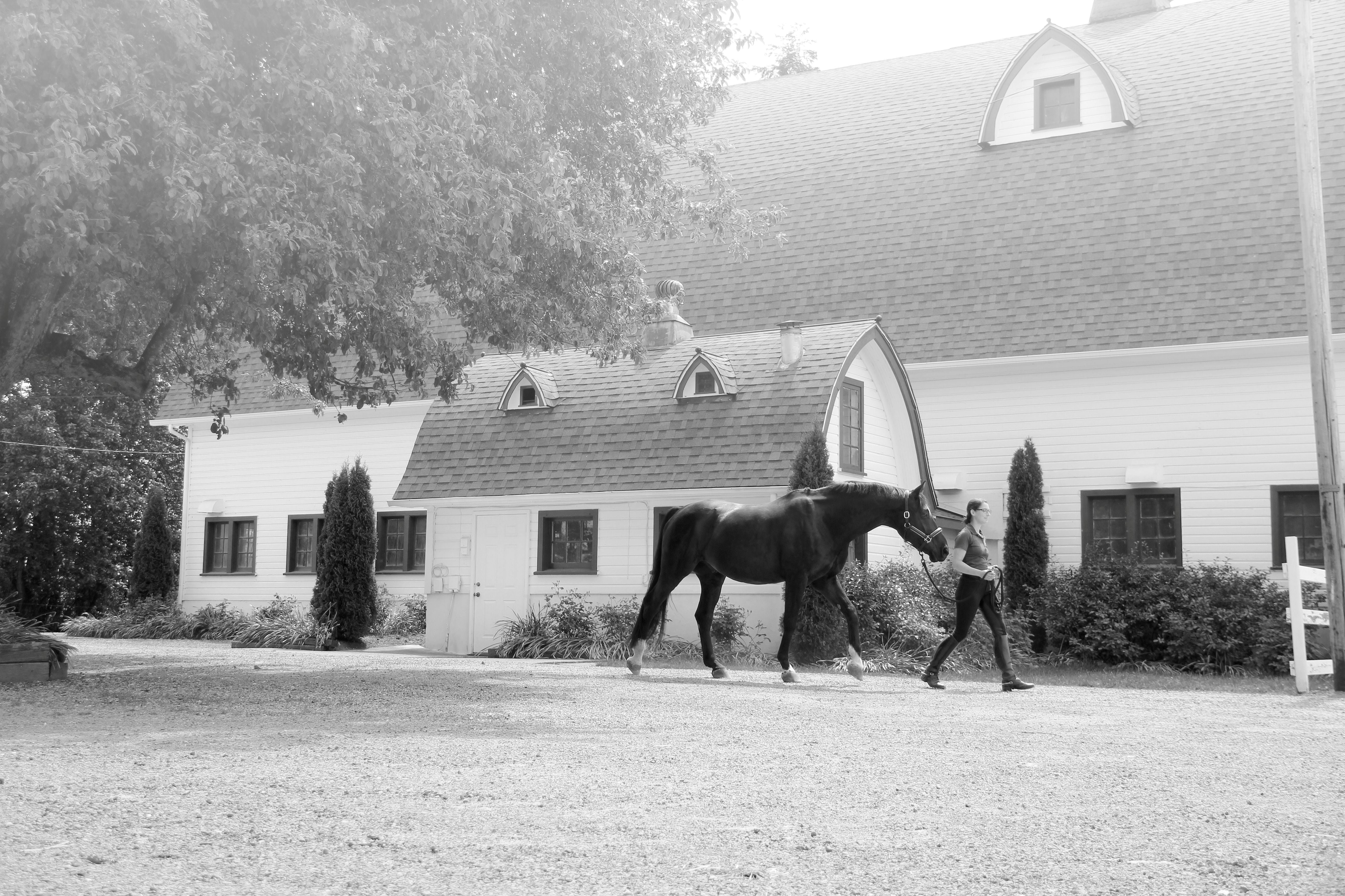 Bobby's English Tack