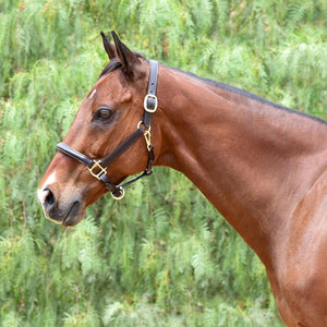 Fairhaven Fancy Stitched Leather Halter