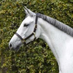 Silver Spur Triple Stitched Leather Halter Bobby's English Tack