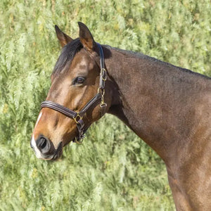 Signature Series Fancy Stitched Padded Leather Halter