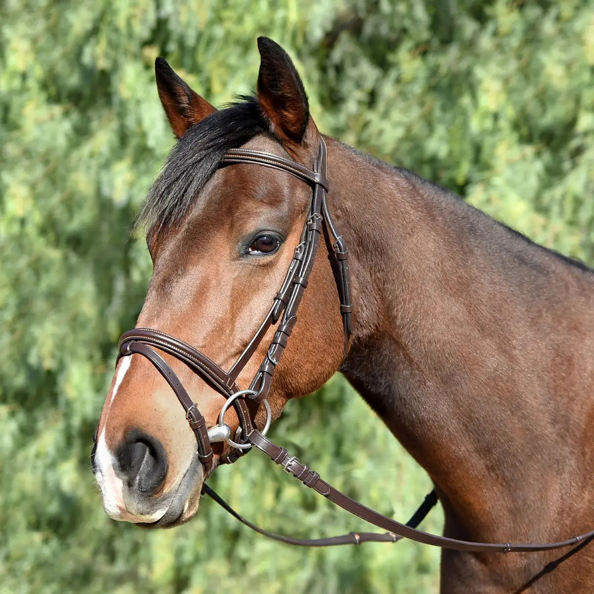Silver Spur Monocrown Padded Dressage Bridle with Flash
