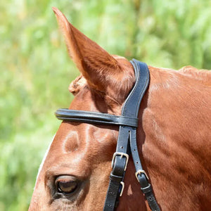 Silver Spur Padded Crank Dressage Bridle with Flash