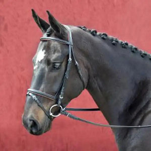 Silver Spur Padded and Raised Snaffle Bridle with Flash